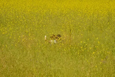 DSC_6398 (Large).JPG